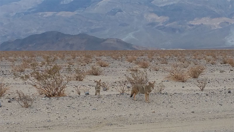 1-coyote.jpg