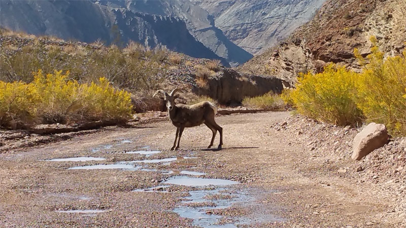 1-mouflon.jpg